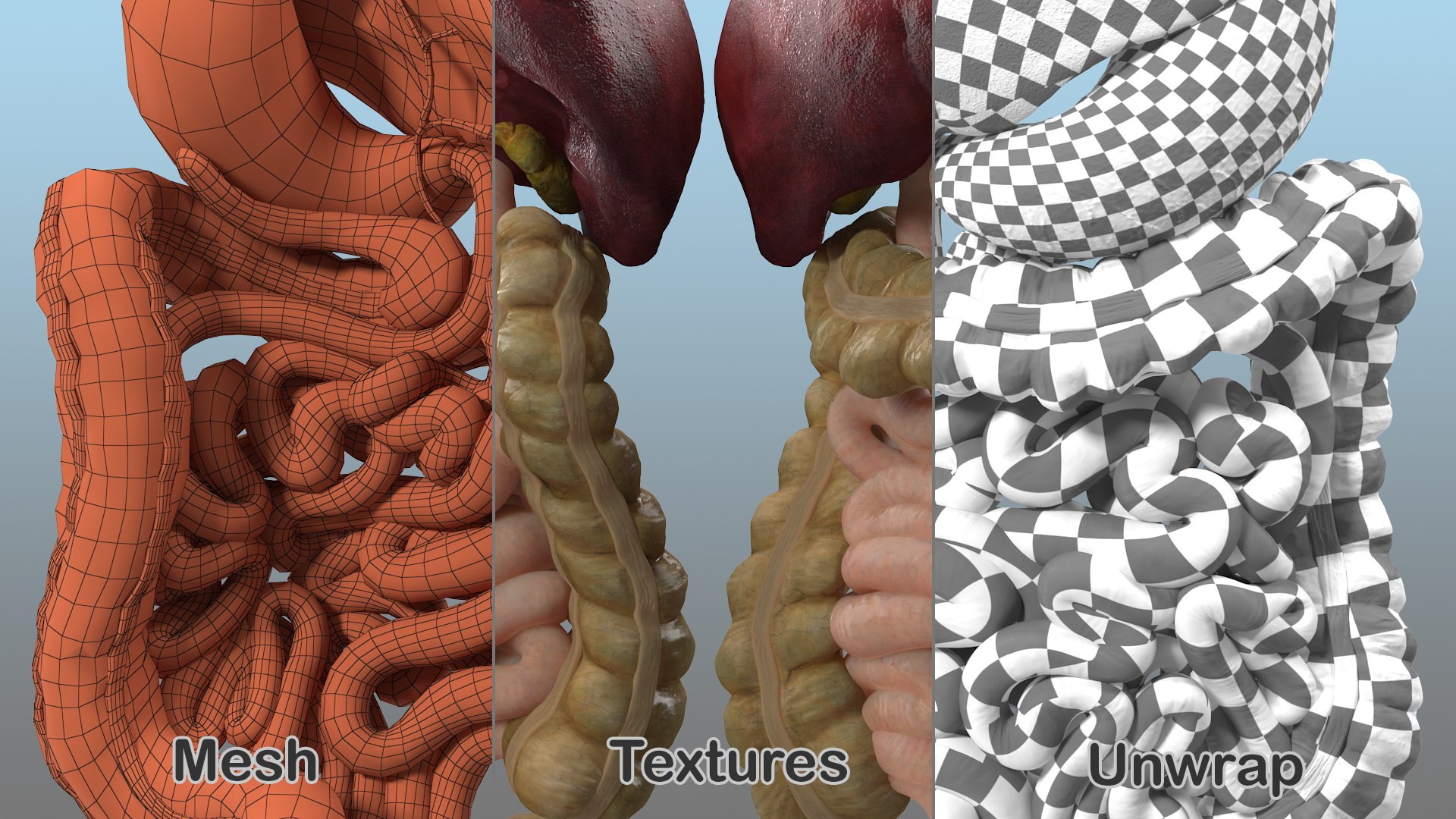 3D human digestive model https://p.turbosquid.com/ts-thumb/9I/Z6twPq/g7p7Jo2N/humandigestivesystemvray3dmodel009/jpg/1573159310/1920x1080/fit_q87/46480675e8782a614de8883d86fd058268abc9db/humandigestivesystemvray3dmodel009.jpg