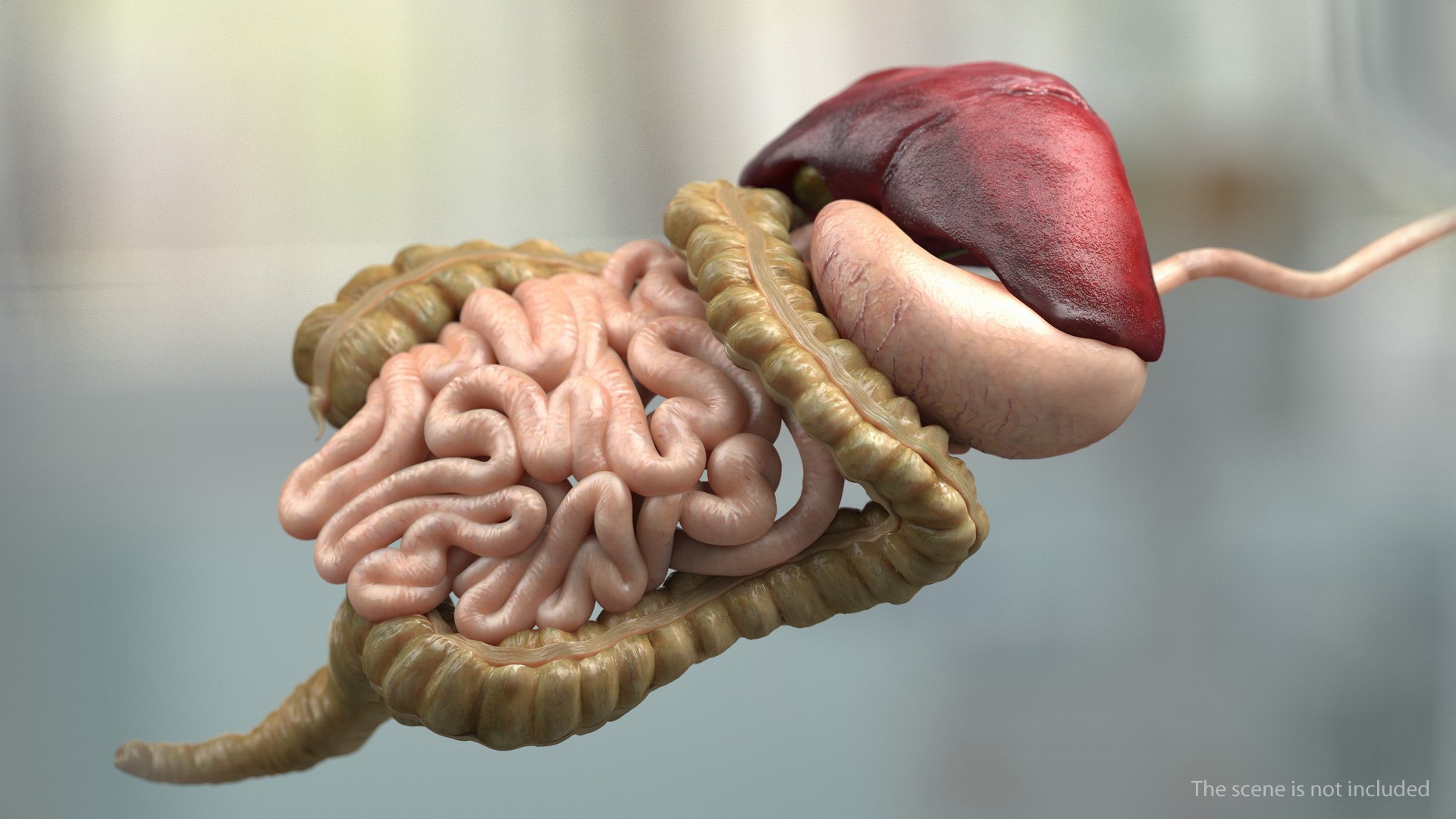 3D human digestive model https://p.turbosquid.com/ts-thumb/9I/Z6twPq/iPAsR0kS/humandigestivesystemvray3dmodel006/jpg/1573159297/1920x1080/fit_q87/b317fa19be5506d916fac0ea4b256a408fb44578/humandigestivesystemvray3dmodel006.jpg