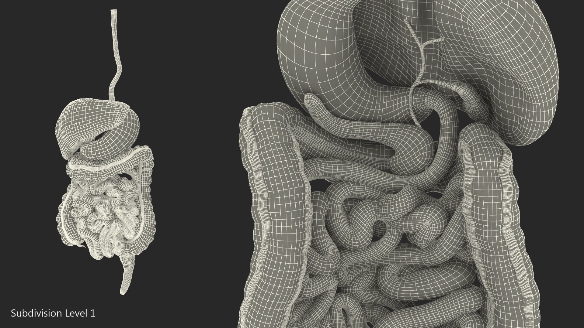 3D human digestive model https://p.turbosquid.com/ts-thumb/9I/Z6twPq/kvACN708/humandigestivesystemvray3dmodel023/jpg/1573159375/1920x1080/fit_q87/a5115b2393f881a185f60c30b9a389a092973f5a/humandigestivesystemvray3dmodel023.jpg