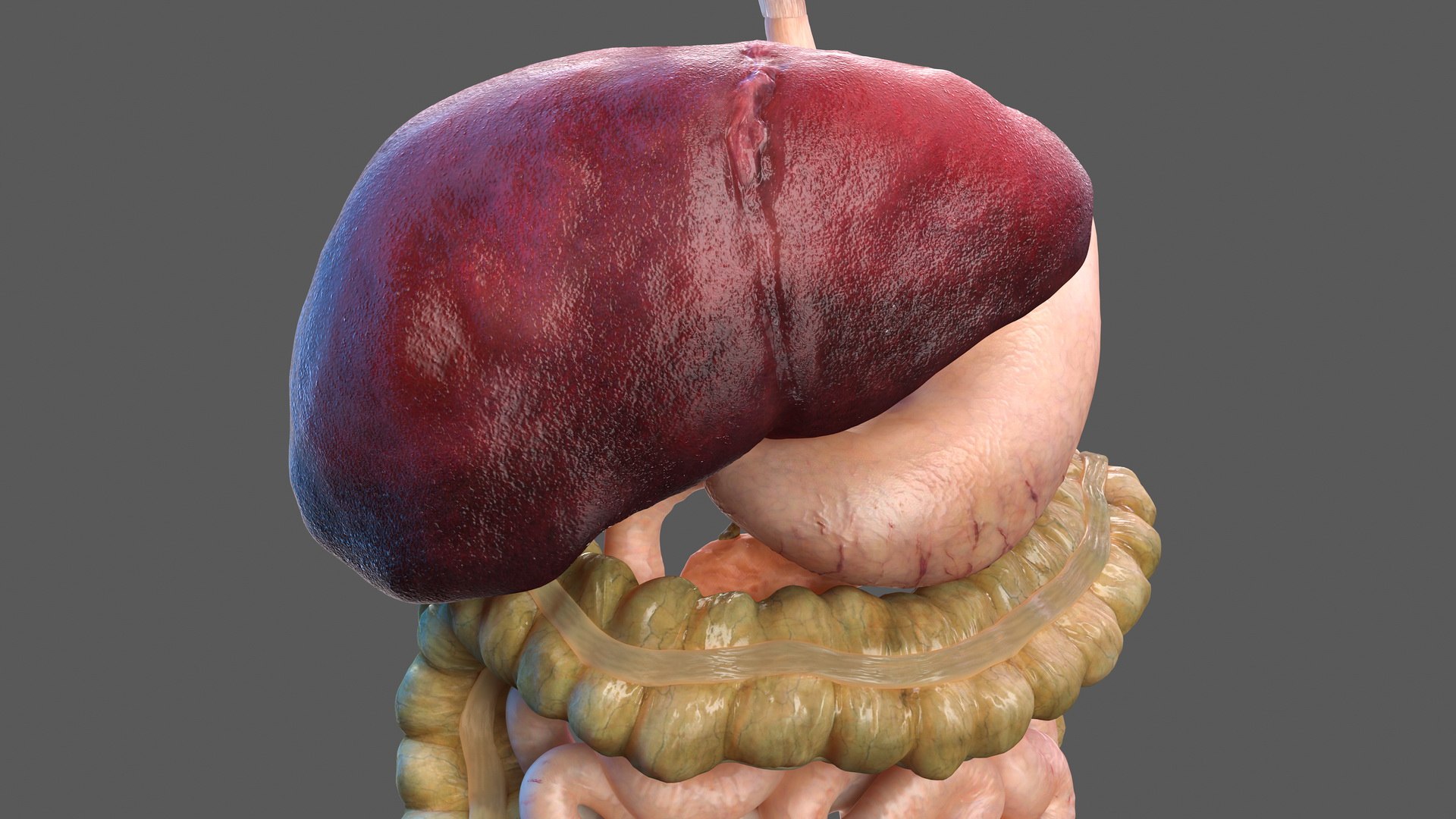 3D human digestive model https://p.turbosquid.com/ts-thumb/9I/Z6twPq/qfbTfvWR/humandigestivesystemvray3dmodel010/jpg/1573159314/1920x1080/fit_q87/a9fe600ced8b2275d22a7c1656c3a70133cf5fc2/humandigestivesystemvray3dmodel010.jpg