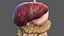 Human Digestive System