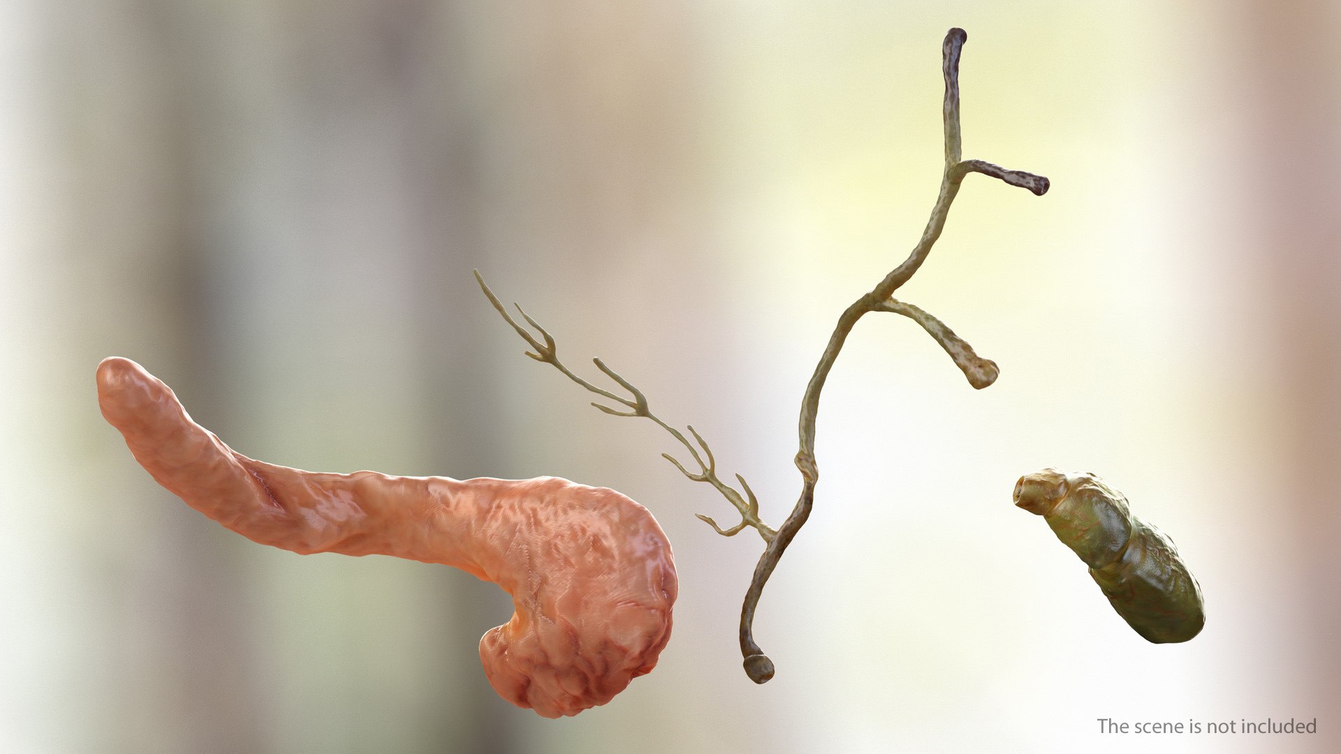 3D human digestive model https://p.turbosquid.com/ts-thumb/9I/Z6twPq/r6G93TLk/humandigestivesystemvray3dmodel020/jpg/1573159362/1920x1080/fit_q87/bbf157fc0bdf2d92f28cd7f991784254d00c37b8/humandigestivesystemvray3dmodel020.jpg