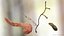 Human Digestive System