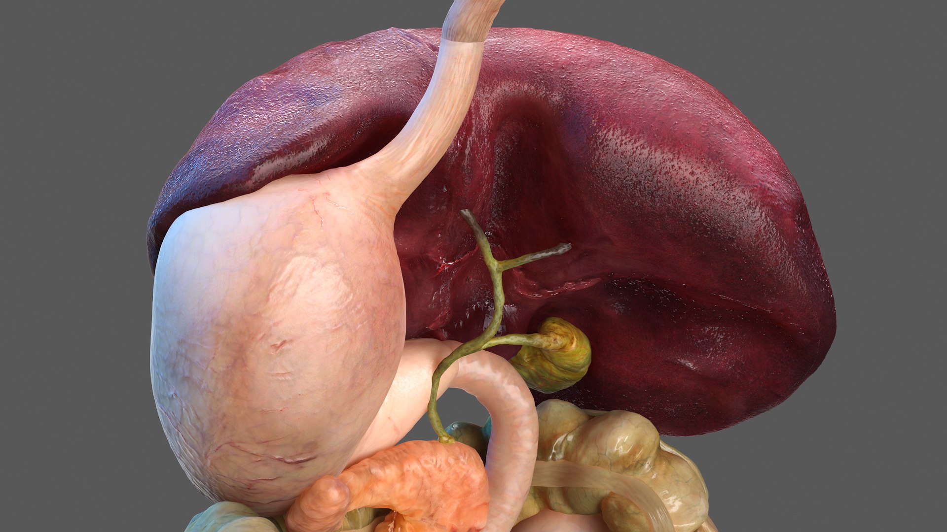 3D human digestive model https://p.turbosquid.com/ts-thumb/9I/Z6twPq/sxwMQUbR/humandigestivesystemvray3dmodel014/jpg/1573159333/1920x1080/fit_q87/0767cd30a2d04324b0fa5a76443c9065bf94128f/humandigestivesystemvray3dmodel014.jpg