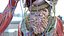 Human Digestive System
