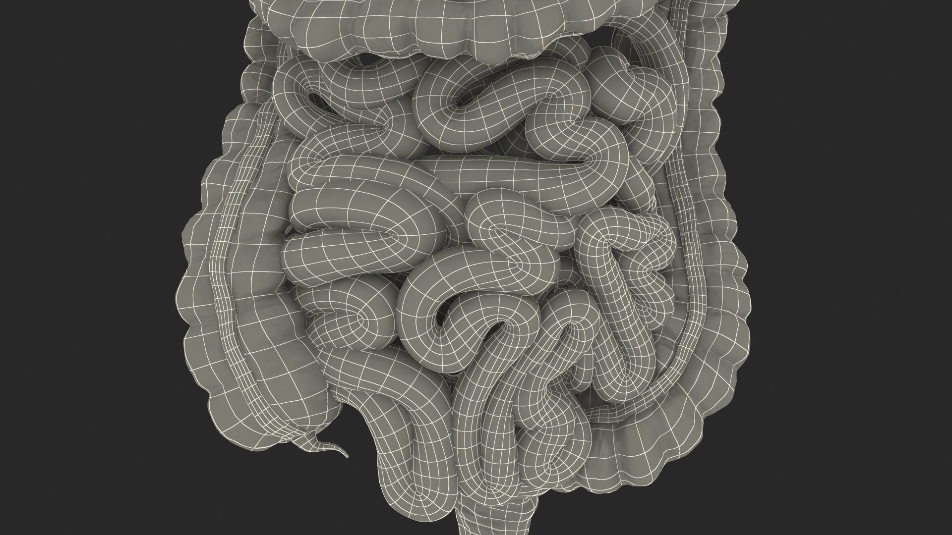 3D human digestive model https://p.turbosquid.com/ts-thumb/9I/Z6twPq/xTeUzyYc/humandigestivesystemvray3dmodel030/jpg/1573159408/1920x1080/fit_q87/38a5308b526b90fce694612dbdea70f4f7778869/humandigestivesystemvray3dmodel030.jpg
