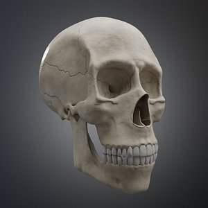 Low-Poly Realistic Human Skull