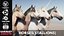 Horses - Stallions 3D