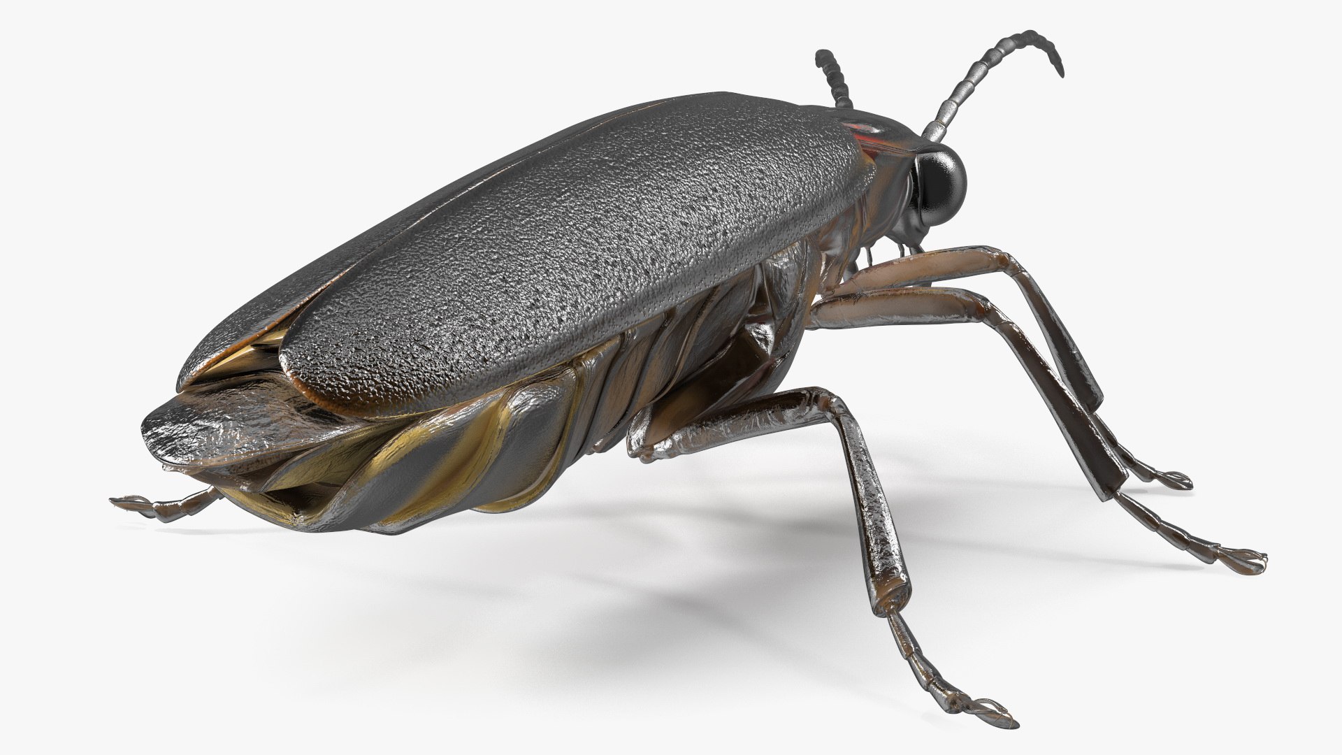 Eastern Firefly Rigged 3D model https://p.turbosquid.com/ts-thumb/9J/lVbM08/1s/easternfireflyriggedc4dmodel017/jpg/1705618325/1920x1080/fit_q87/d86e11d1375431d347fcf47fccc69e21510e8459/easternfireflyriggedc4dmodel017.jpg