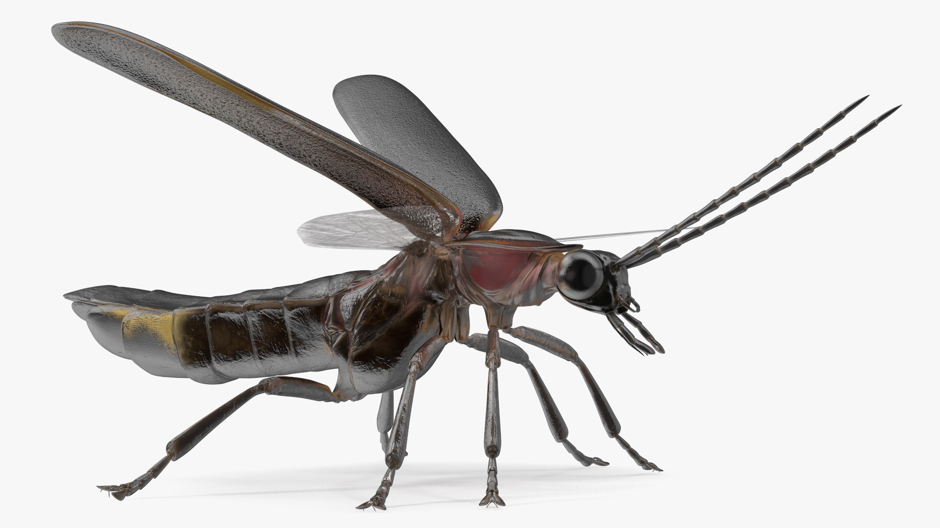 Eastern Firefly Rigged 3D model https://p.turbosquid.com/ts-thumb/9J/lVbM08/6j/easternfireflyriggedc4dmodel027/jpg/1705618372/1920x1080/fit_q87/c476b8355711f478f68cae24c7705cde6c8f0e2b/easternfireflyriggedc4dmodel027.jpg