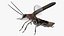 Eastern Firefly Rigged