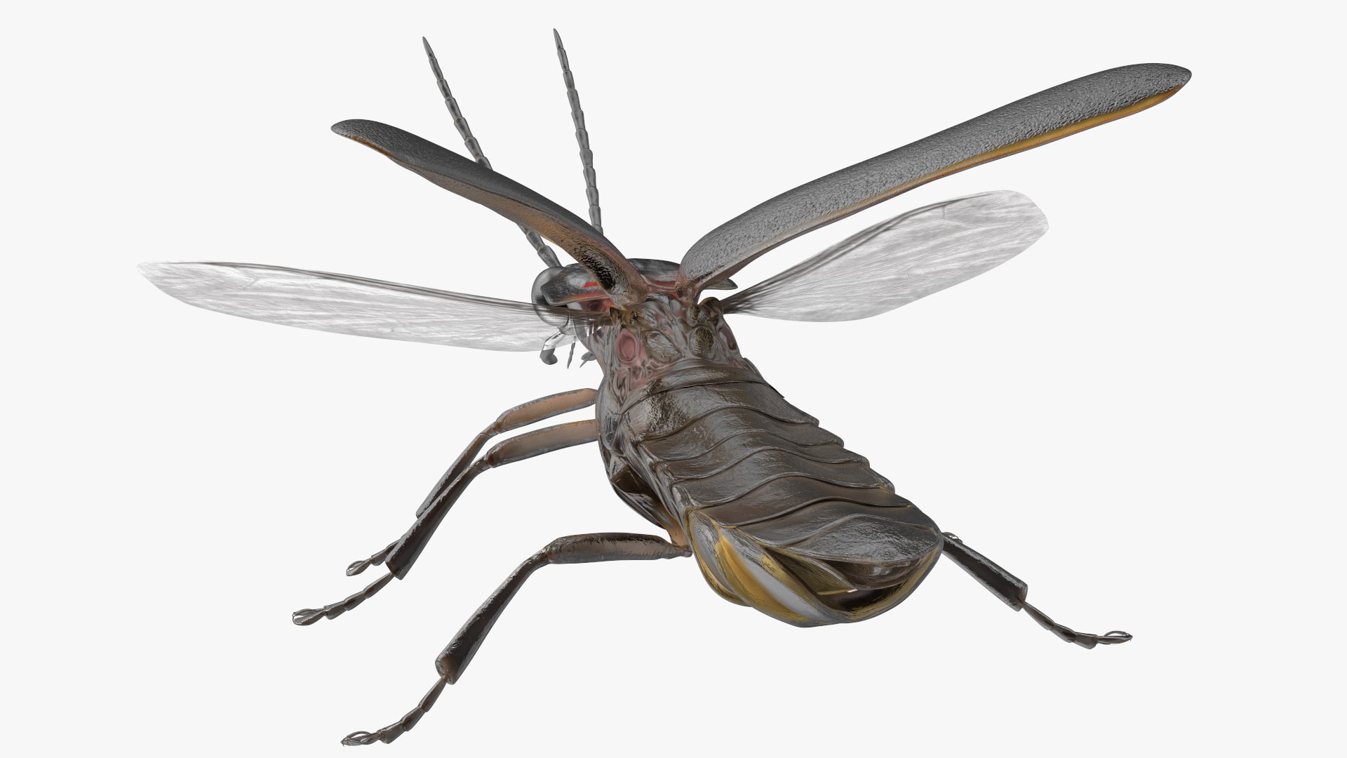 Eastern Firefly Rigged 3D model https://p.turbosquid.com/ts-thumb/9J/lVbM08/A0/easternfireflyriggedc4dmodel030/jpg/1705618388/1920x1080/fit_q87/c569caf8f4763c9f4c9196bdd764ce9002f19e0d/easternfireflyriggedc4dmodel030.jpg
