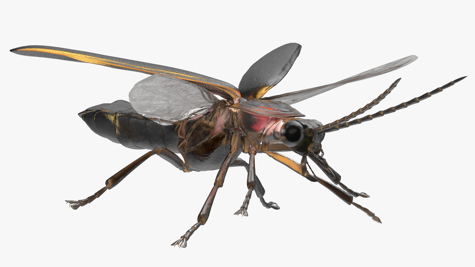 Eastern Firefly Rigged 3D model https://p.turbosquid.com/ts-thumb/9J/lVbM08/FF/easternfireflyriggedc4dmodel020/jpg/1705618339/1920x1080/fit_q87/5dcd83d3aaecf74be4e2ec70b09cd60309c3f36d/easternfireflyriggedc4dmodel020.jpg