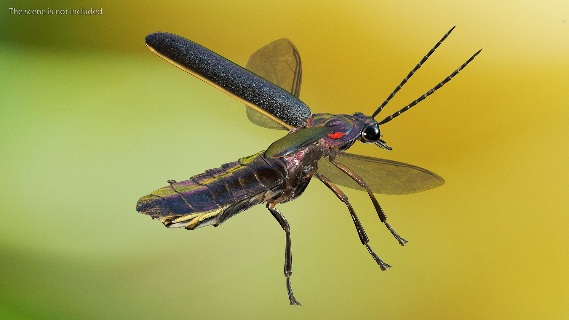Eastern Firefly Rigged 3D model https://p.turbosquid.com/ts-thumb/9J/lVbM08/JQ/easternfireflyriggedc4dmodel006/jpg/1705618269/1920x1080/fit_q87/66b144ed88f2a10f45f57993750178542bb1aa45/easternfireflyriggedc4dmodel006.jpg