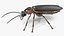Eastern Firefly Rigged