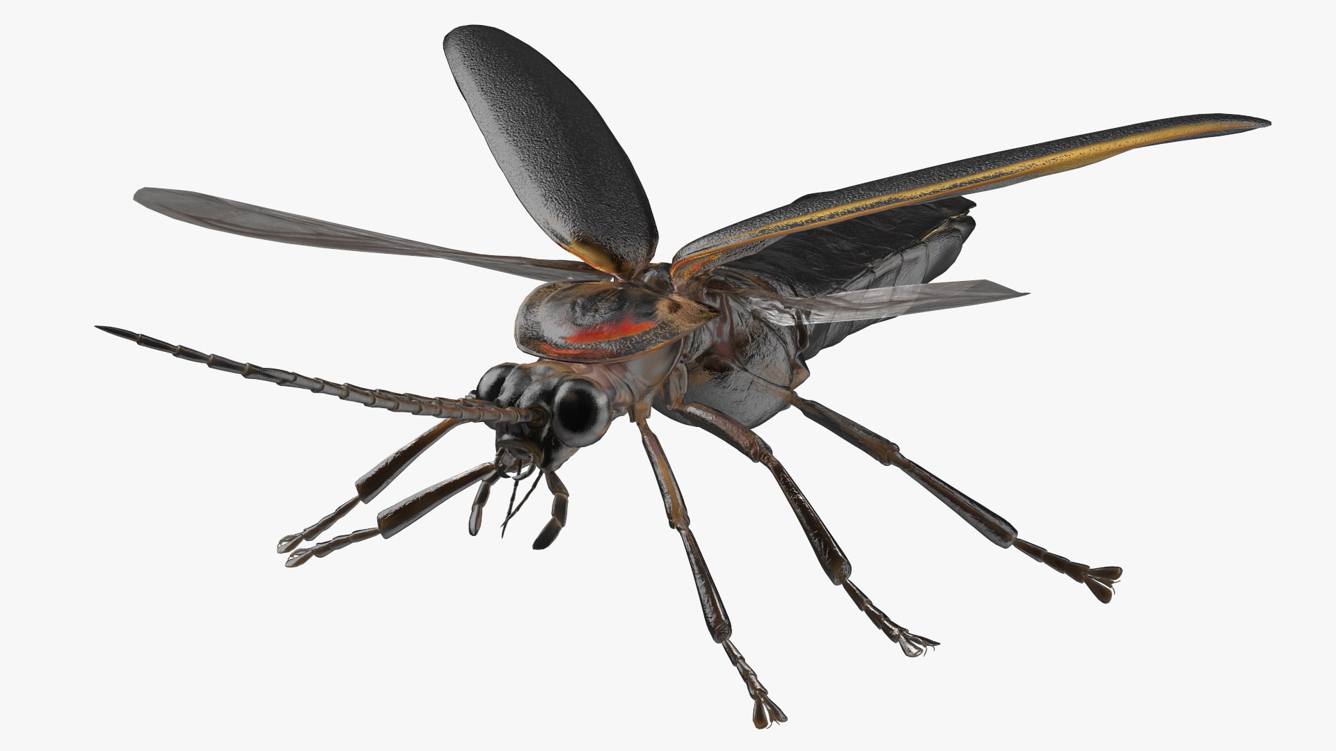 Eastern Firefly Rigged 3D model https://p.turbosquid.com/ts-thumb/9J/lVbM08/aE/easternfireflyriggedc4dmodel019/jpg/1705618336/1920x1080/fit_q87/4e8e4a3cd7fde9b86ac36e23556fa5ff1c1f4a6e/easternfireflyriggedc4dmodel019.jpg