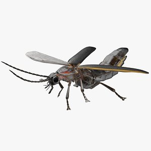 Eastern Firefly Rigged