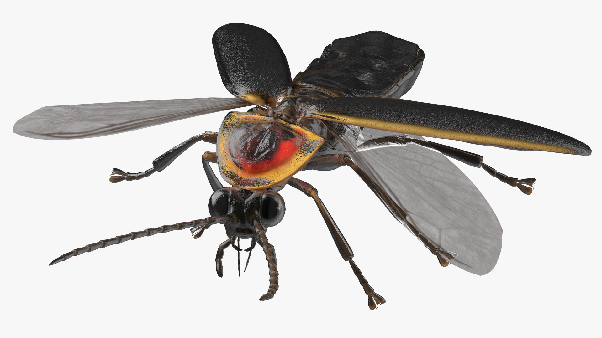 Eastern Firefly Rigged 3D model https://p.turbosquid.com/ts-thumb/9J/lVbM08/bJ/easternfireflyriggedc4dmodel022/jpg/1705618349/1920x1080/fit_q87/c9f5aa353f85731467a8ec6e8d05b91ad8482c09/easternfireflyriggedc4dmodel022.jpg