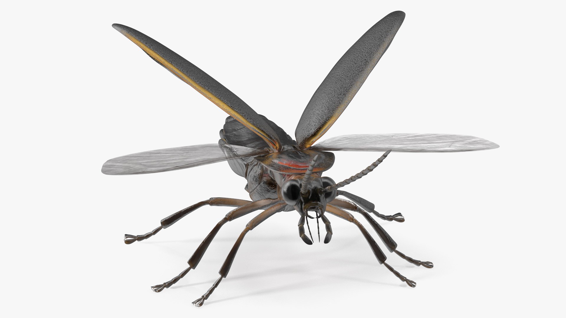 Eastern Firefly Rigged 3D model https://p.turbosquid.com/ts-thumb/9J/lVbM08/oX/easternfireflyriggedc4dmodel024/jpg/1705618359/1920x1080/fit_q87/db06cd36e026d0951640be35f5e6b08b2c8e34cb/easternfireflyriggedc4dmodel024.jpg