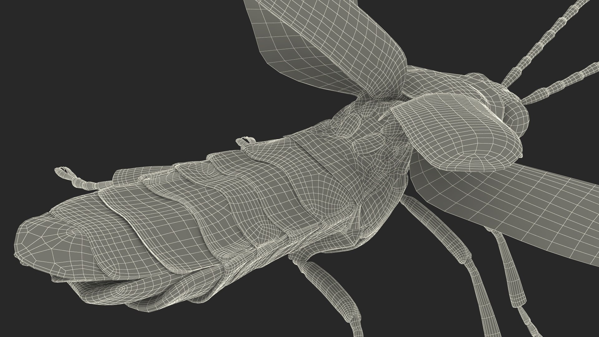Eastern Firefly Rigged 3D model https://p.turbosquid.com/ts-thumb/9J/lVbM08/s3/easternfireflyriggedc4dmodel043/jpg/1705618460/1920x1080/fit_q87/e5de6c02382c6546c1eb10d3664fabc2e9385f1b/easternfireflyriggedc4dmodel043.jpg