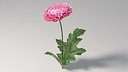 Chrysanthemum Flower