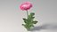 リアルな菊の花