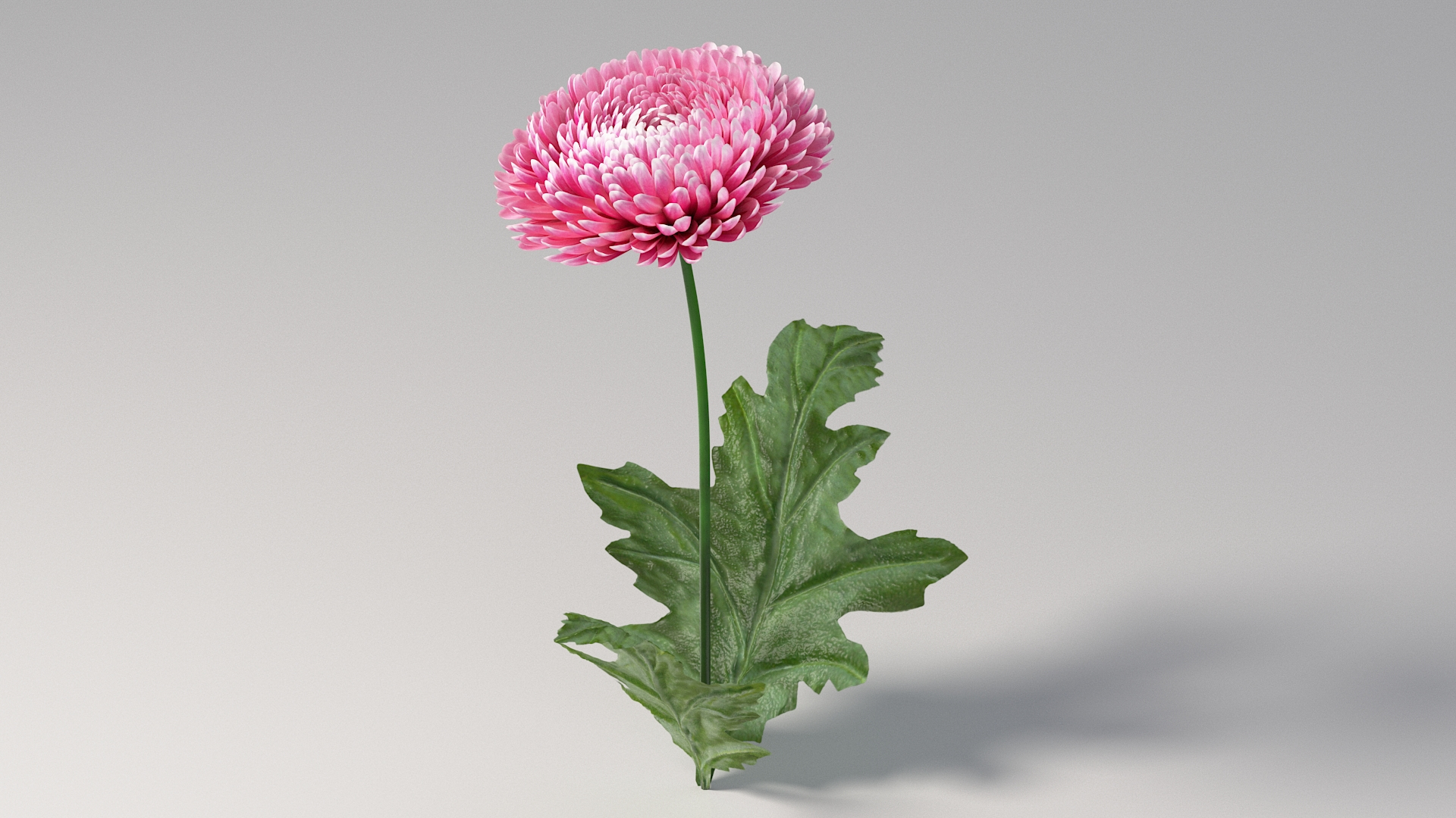 chrysanthemum flower realistic 3D model https://p.turbosquid.com/ts-thumb/9K/1iVyqL/HK/crystba/jpg/1773302663/1920x1080/turn_fit_q99/a532f5f4cc384a7f5a2c5e41790ad96e8e515da7/crystba-1.jpg