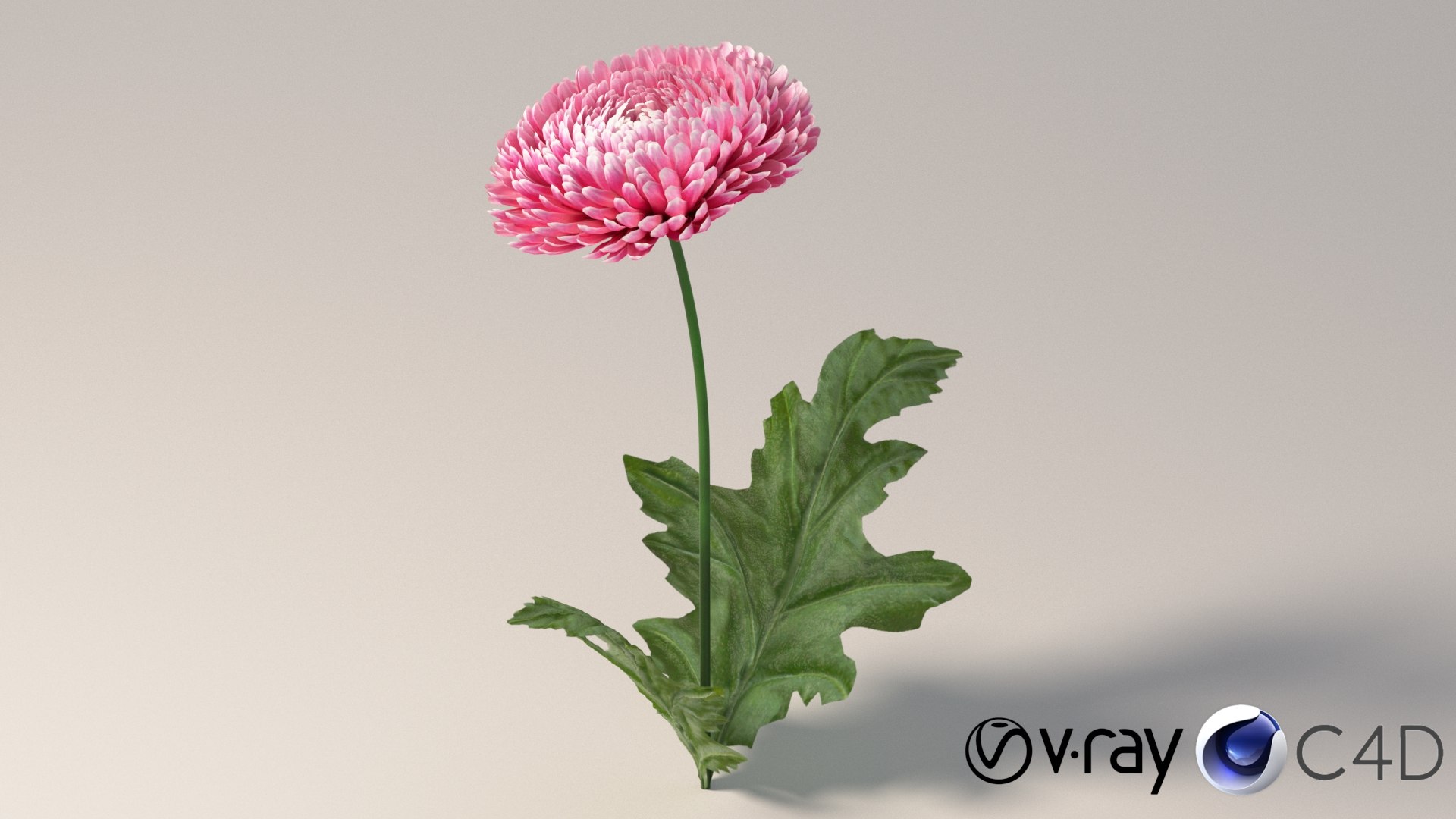 chrysanthemum flower realistic 3D model https://p.turbosquid.com/ts-thumb/9K/1iVyqL/Sc/flower_chrysanthemum_conv_01_c4d_vray/jpg/1773223505/1920x1080/fit_q87/b245a2286495b04de9e74fc00be17c8f2268792e/flower_chrysanthemum_conv_01_c4d_vray.jpg