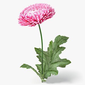 chrysanthemum flower realistic 3D model