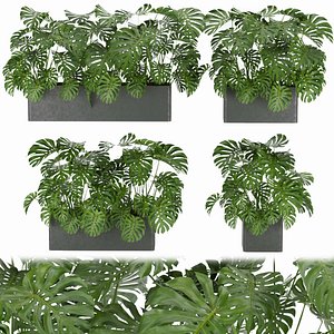 Collection plant vol 323 - indoor - monstera - cinema 4d - 3dmax