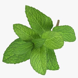 Prop 13 Mint Sprigs Type 02