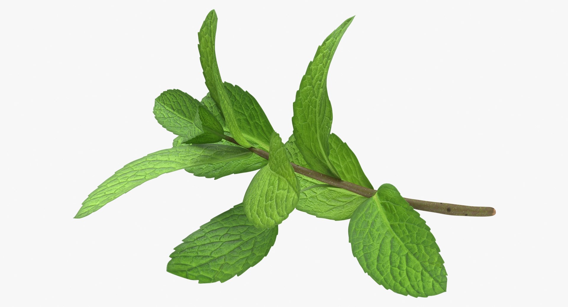 Prop 13 Mint Sprigs Type 02 3D Model TurboSquid 2145482