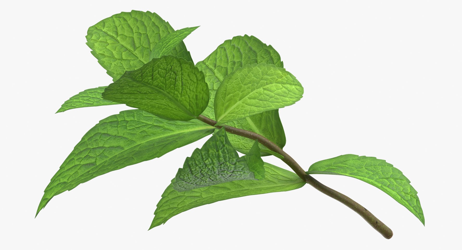 Prop 13 Mint Sprigs Type 02 3D Model TurboSquid 2145482