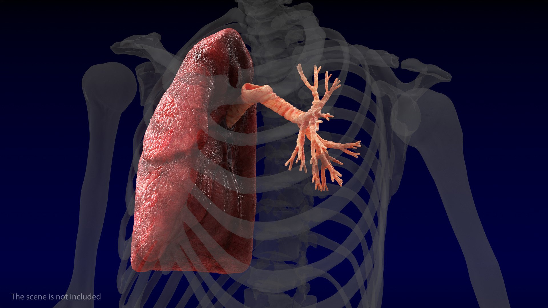 Human Lung Right and Bronchi 3D model preview