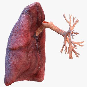 human lung right bronchi 3D model