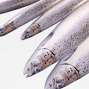 Semga Fish 3D model