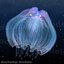 Animated Jellyfish