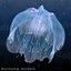 Animated Jellyfish