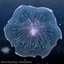 Animated Jellyfish