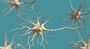 neuron nerve 3D model