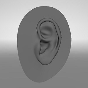 3d realistic human ear
