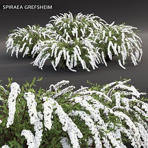 shrub spiraea cinerea 3D model