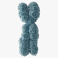Chromosome X