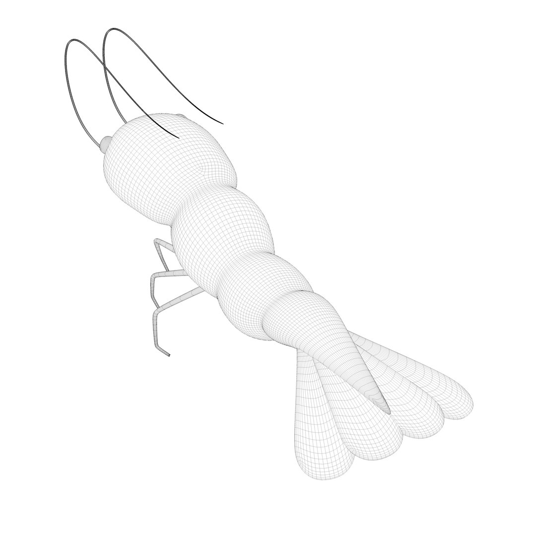 Shrimp Cute Stylized Rigged 3D model - TurboSquid 2154486