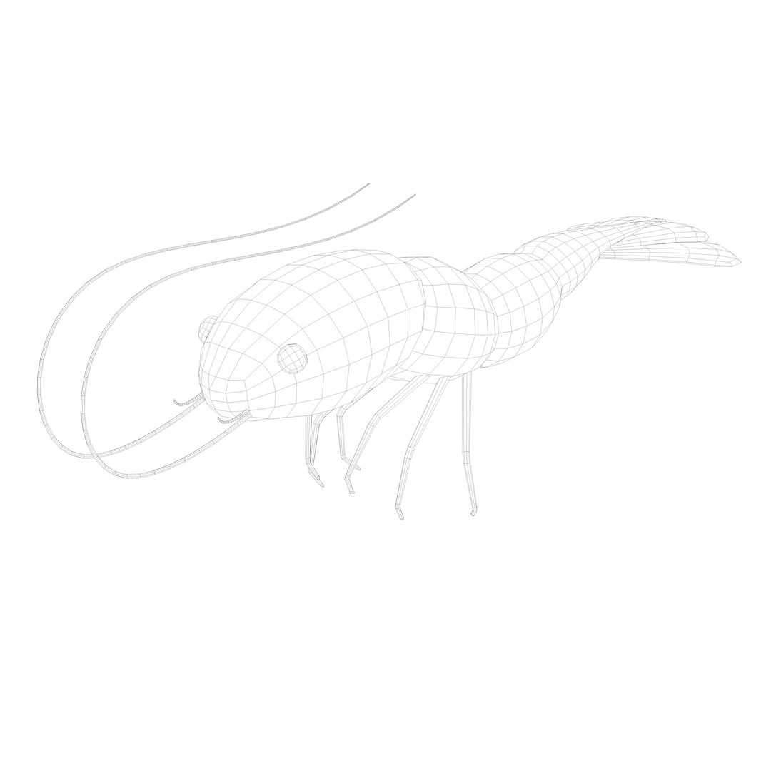 Shrimp Cute Stylized Rigged 3D model - TurboSquid 2154486