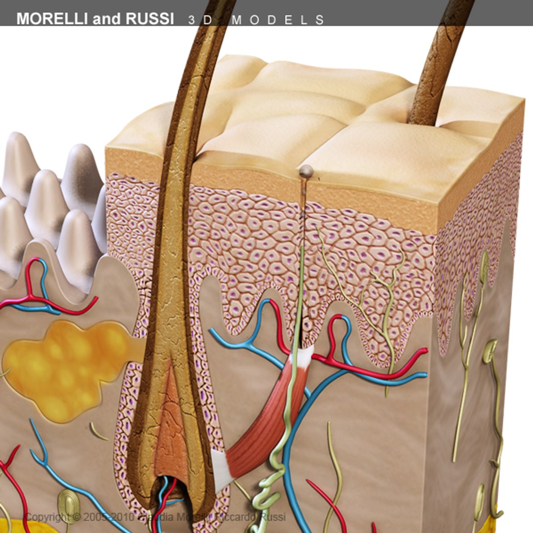 Cross Section 3d Model