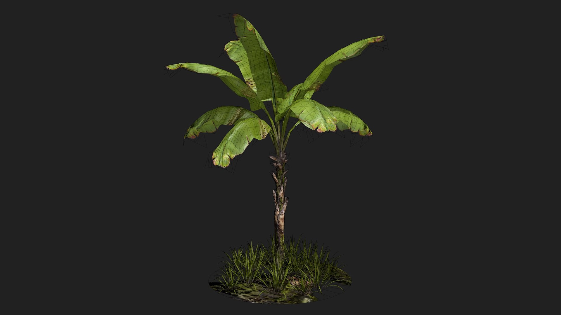 banan tree 3D model https://p.turbosquid.com/ts-thumb/9L/UIn4gr/bu/bananatree6/jpg/1616518011/1920x1080/fit_q87/cc2c77998bf9cc9eb2c8de8df08dbbb0cfe66634/bananatree6.jpg