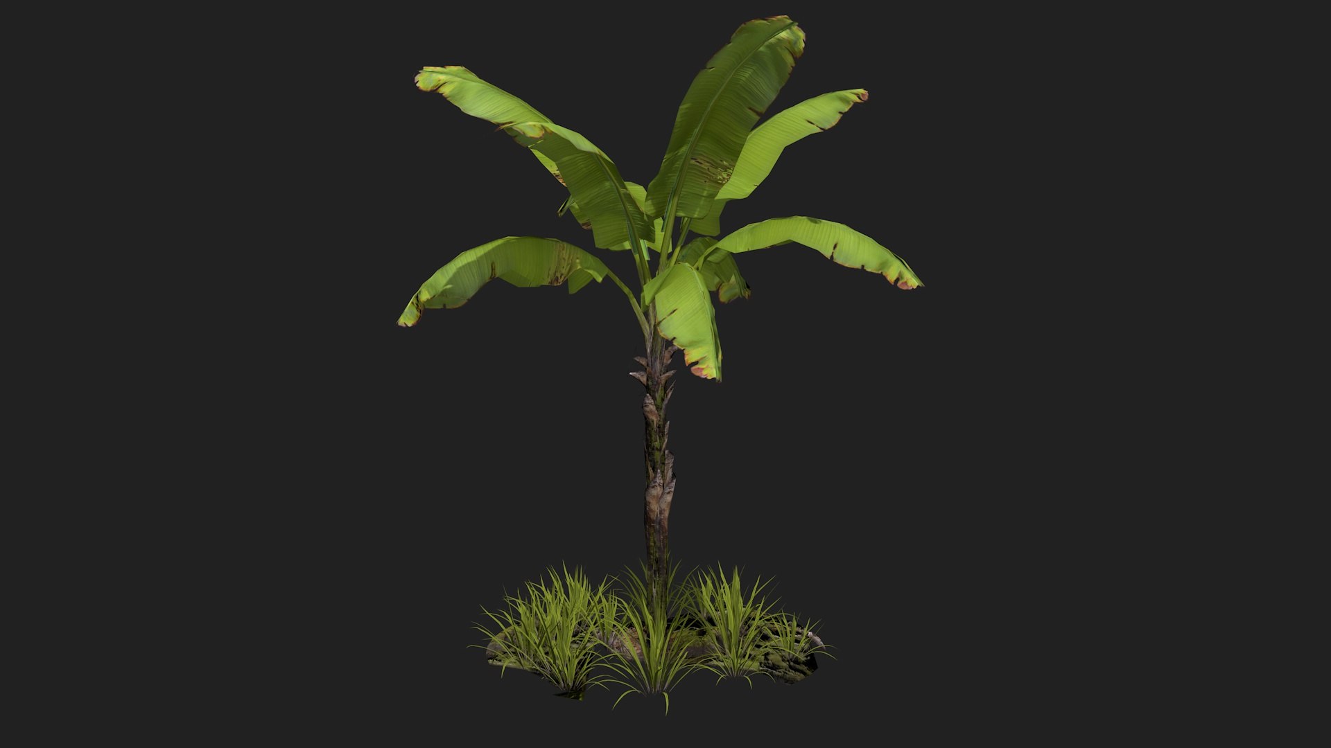 banan tree 3D model https://p.turbosquid.com/ts-thumb/9L/UIn4gr/gv/bananatree2/jpg/1616518013/1920x1080/fit_q87/c6d3b4e398517d287b3178e64073f3fa97de0ad1/bananatree2.jpg