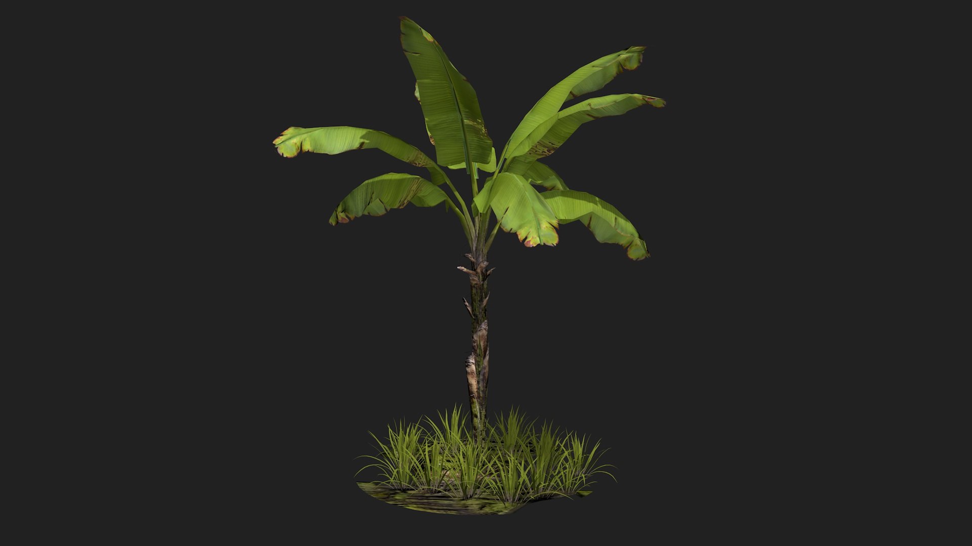 banan tree 3D model https://p.turbosquid.com/ts-thumb/9L/UIn4gr/vU/bananatree3/jpg/1616518013/1920x1080/fit_q87/020b14ae2bda15537c6ecbb9447b1910af7996ac/bananatree3.jpg