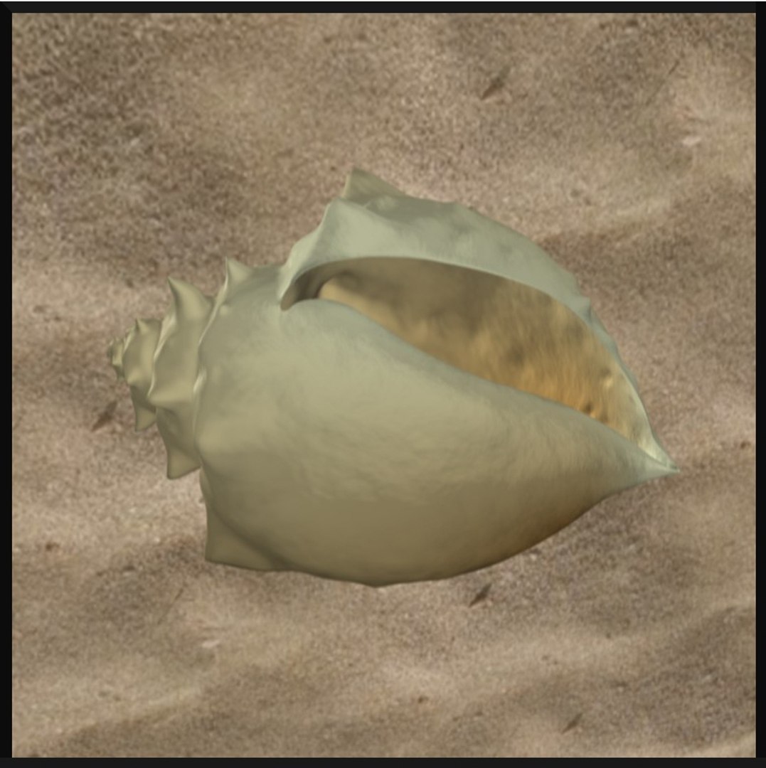 sea seashell shell 3d obj